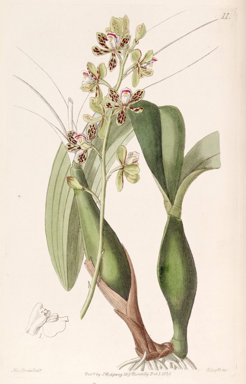 Prosthechea vespa da Miss Drake