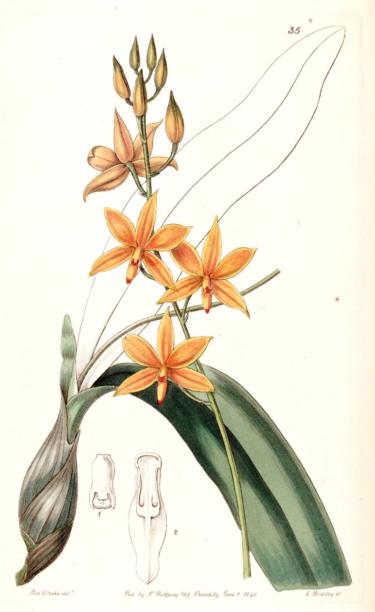 Prosthechea vitellina da Miss Drake