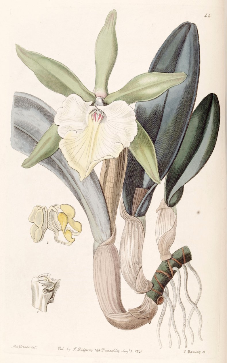 Rhyncholaelia glauca o Brassavola glauca da Miss Drake