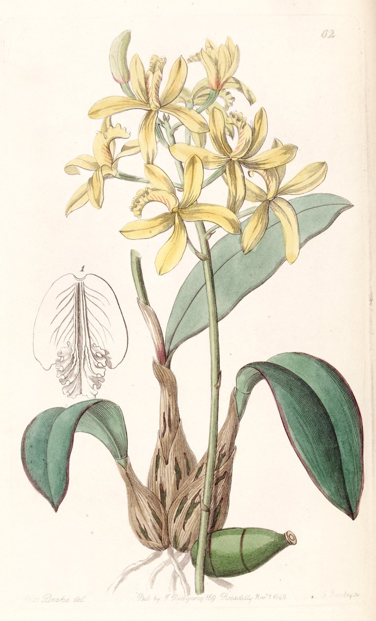 Sophronitis crispata da Miss Drake