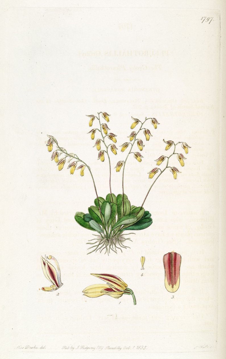 Specklinia grobyi da Miss Drake
