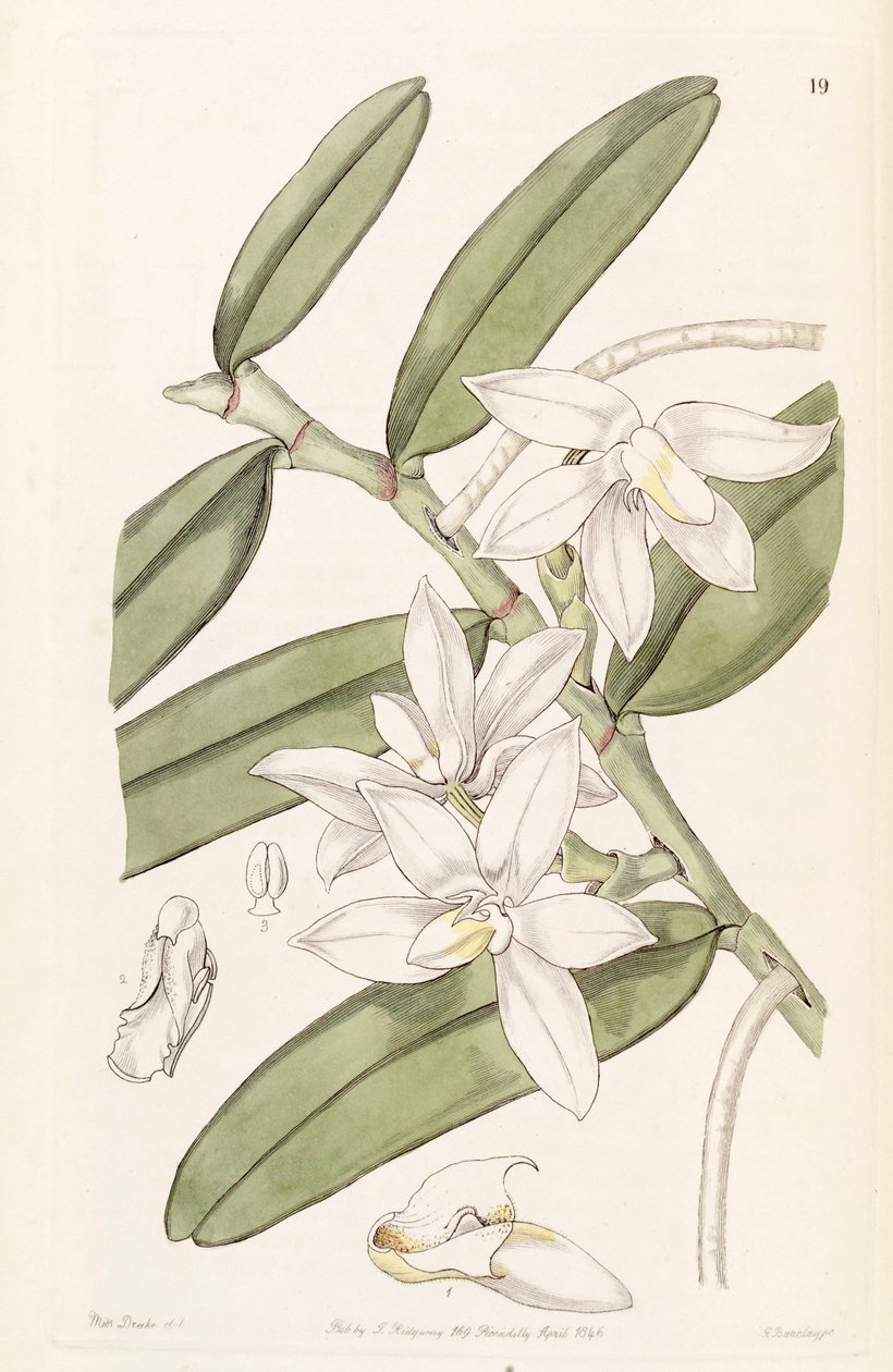 Thrixspermum calceolus (come sin. Sarcochilus calceolus) da Miss Drake