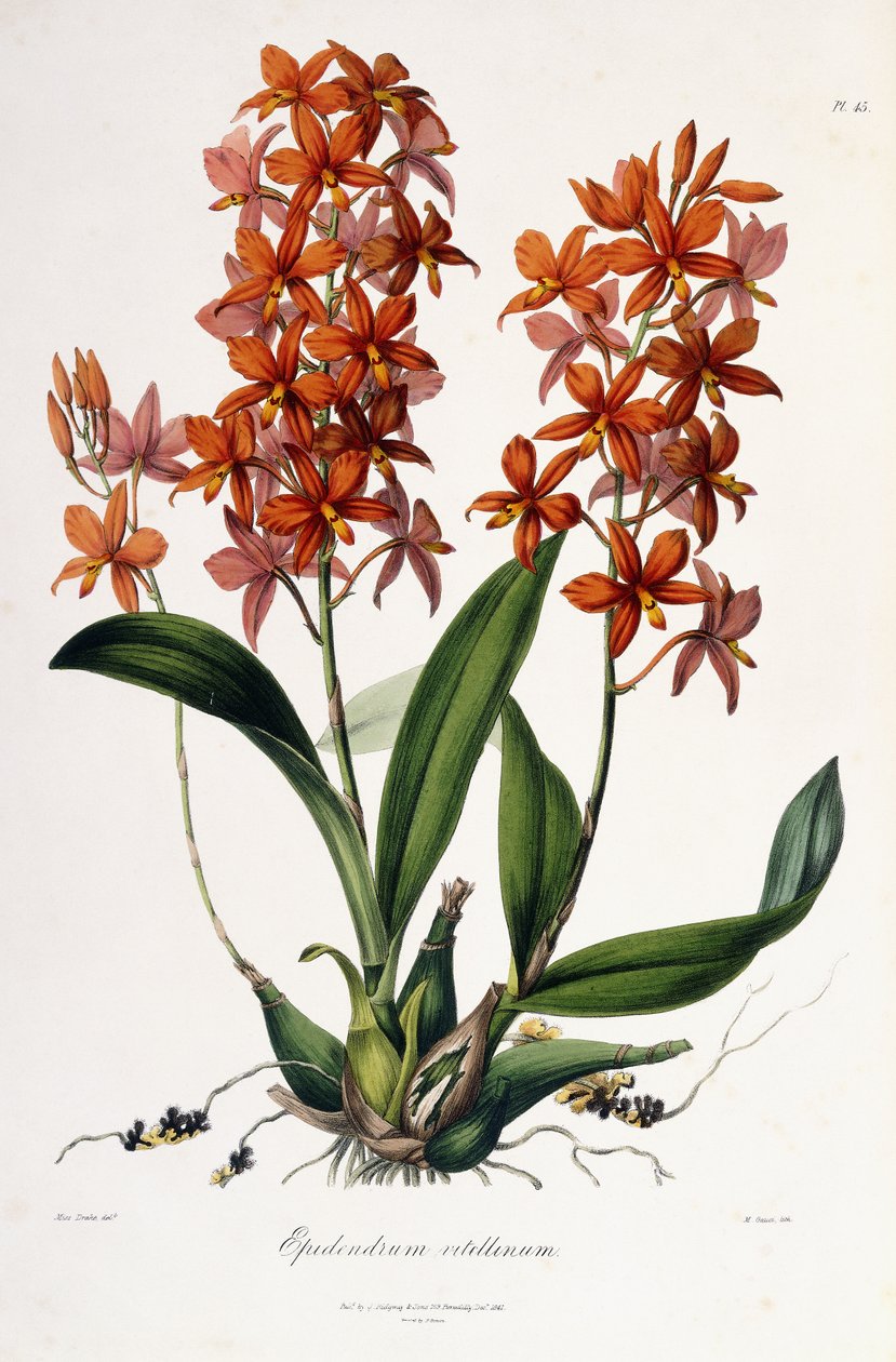 Epidendrum Vitellinum, c.1837-41 da Miss Drake