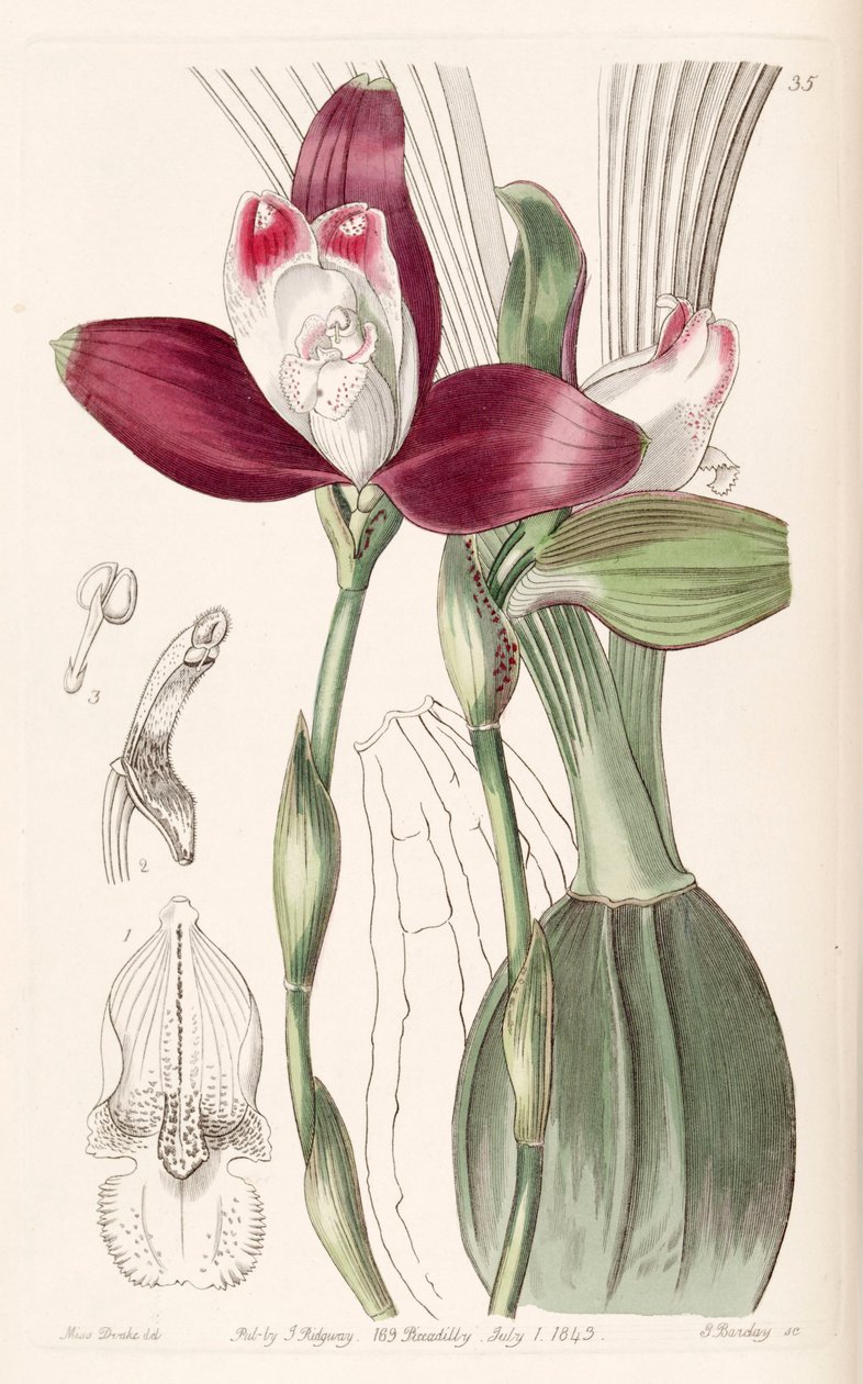 Lycaste macrophylla (come sin. Lycaste plana) da Miss Drake
