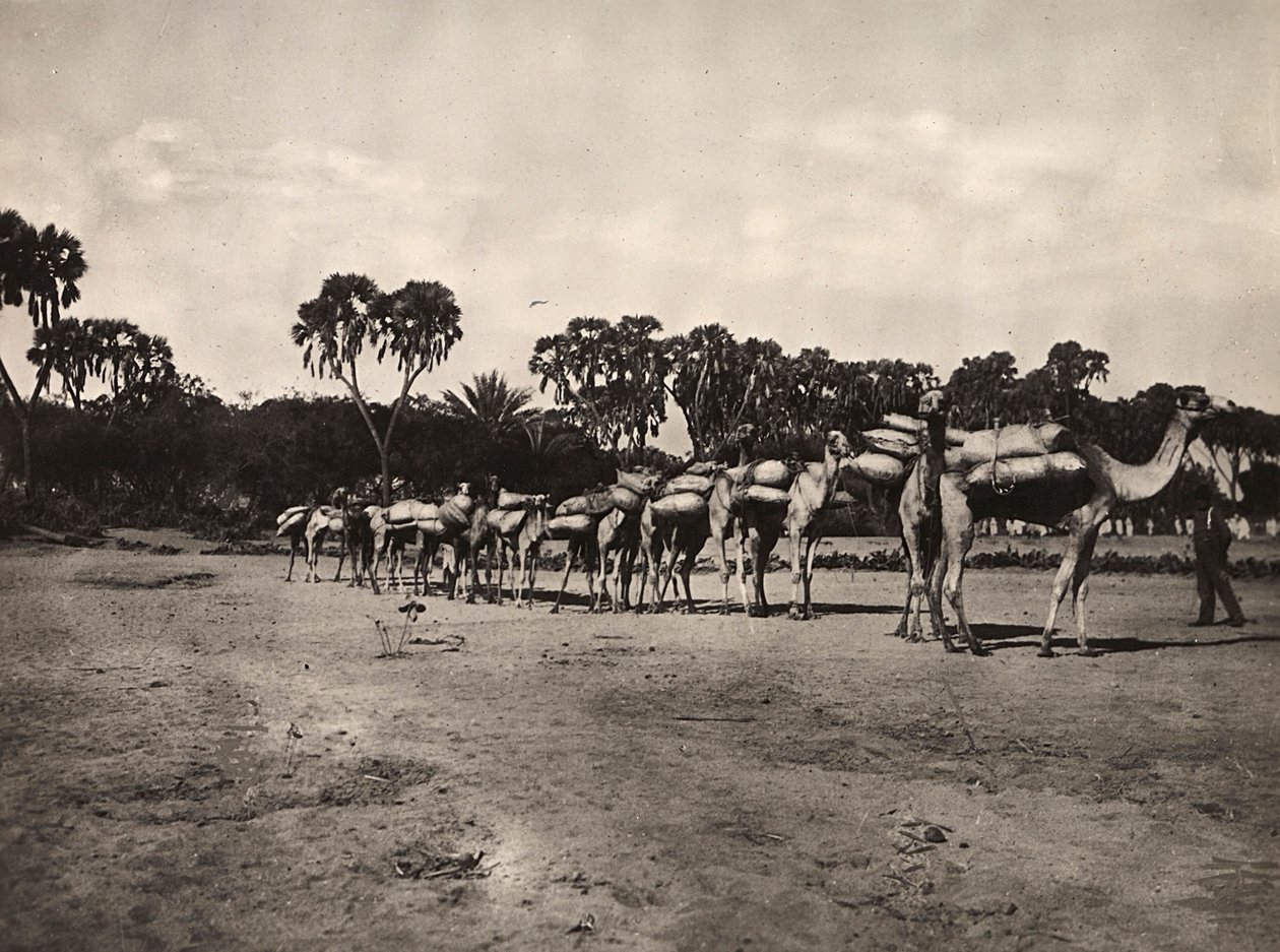 Carovana di cammelli, 09/05/1936 da Modestino Baldinetti