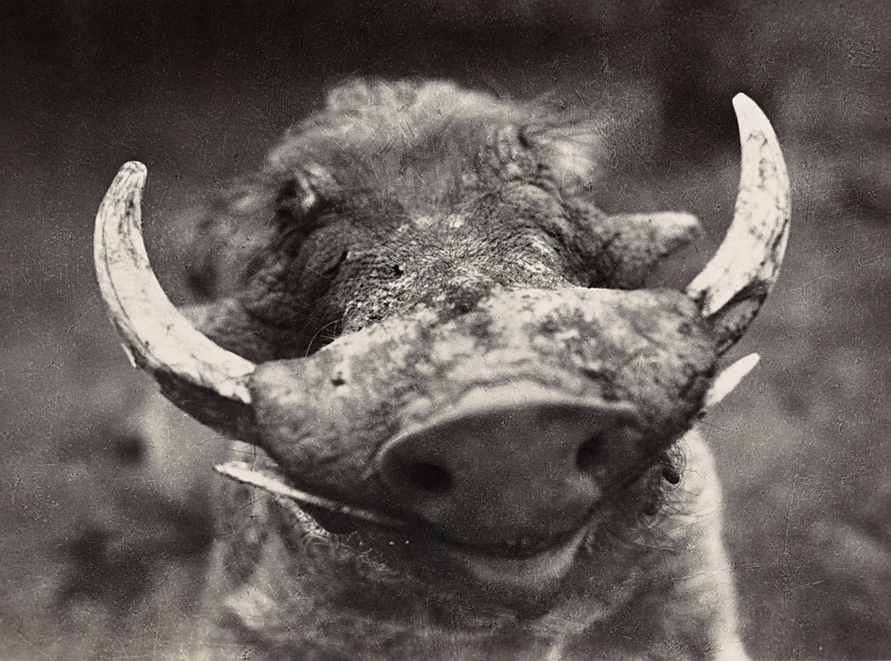 Testa di un cinghiale, 09/05/1936 da Modestino Baldinetti
