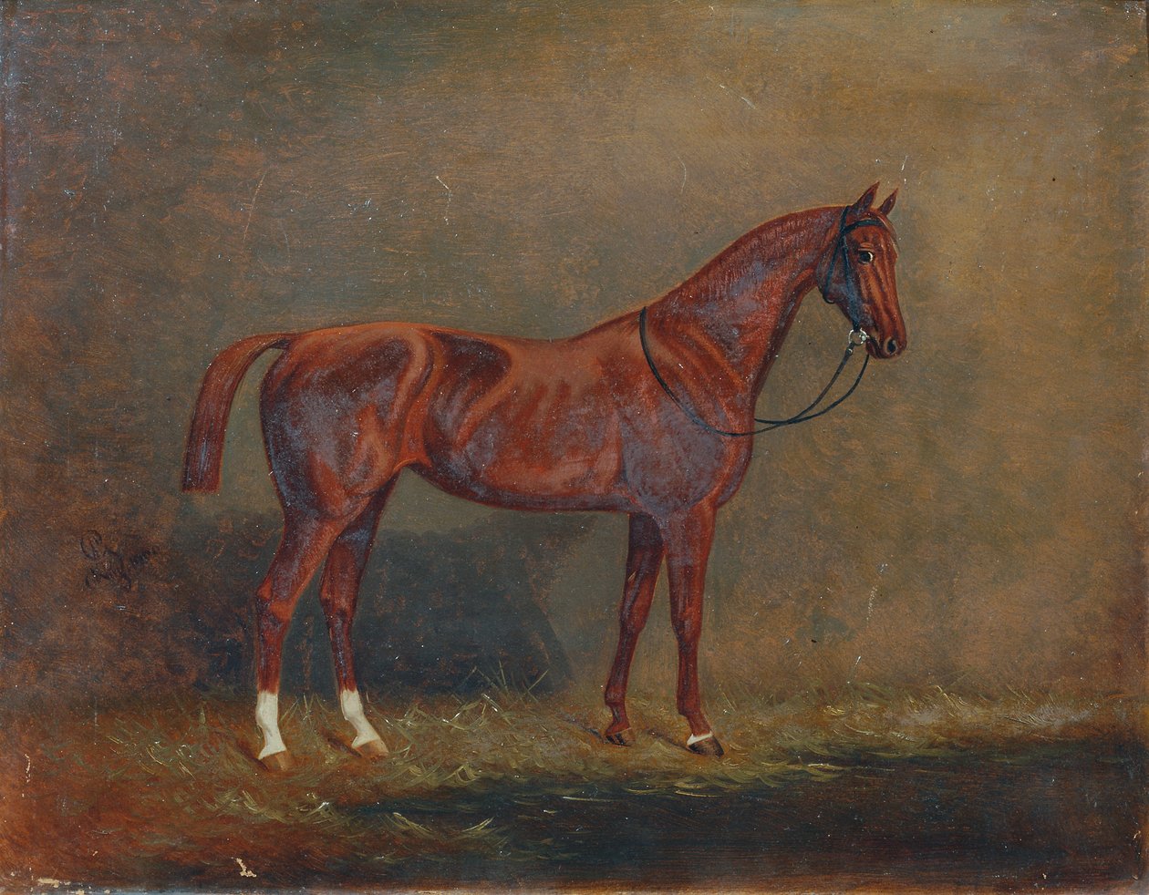 Ritratto di un cavallo da sella da Monogrammist A. G.