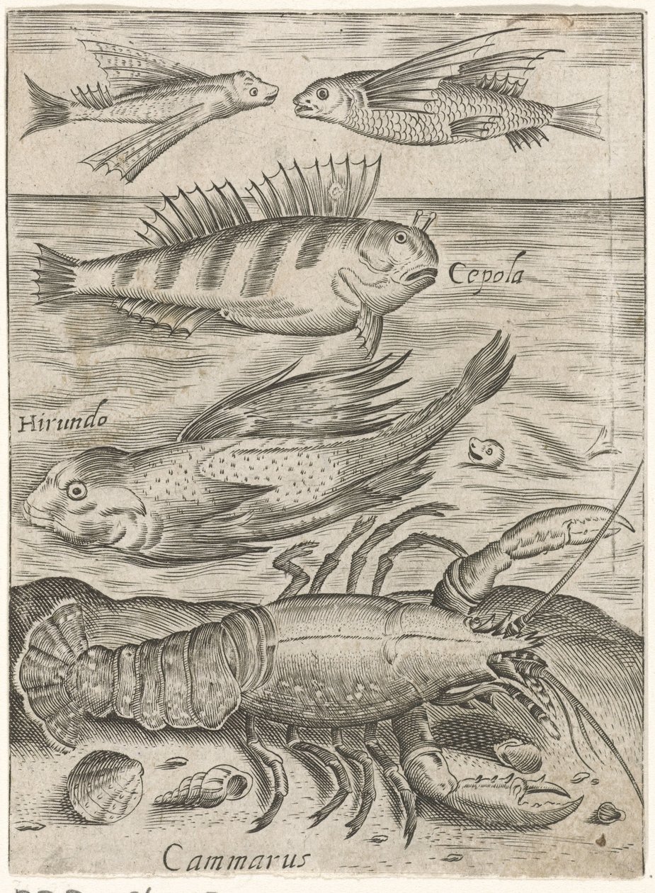 Studieblad met vier vissen en een kreeft Piscium vivae icones (titolo della serie) da Monogrammist P+P