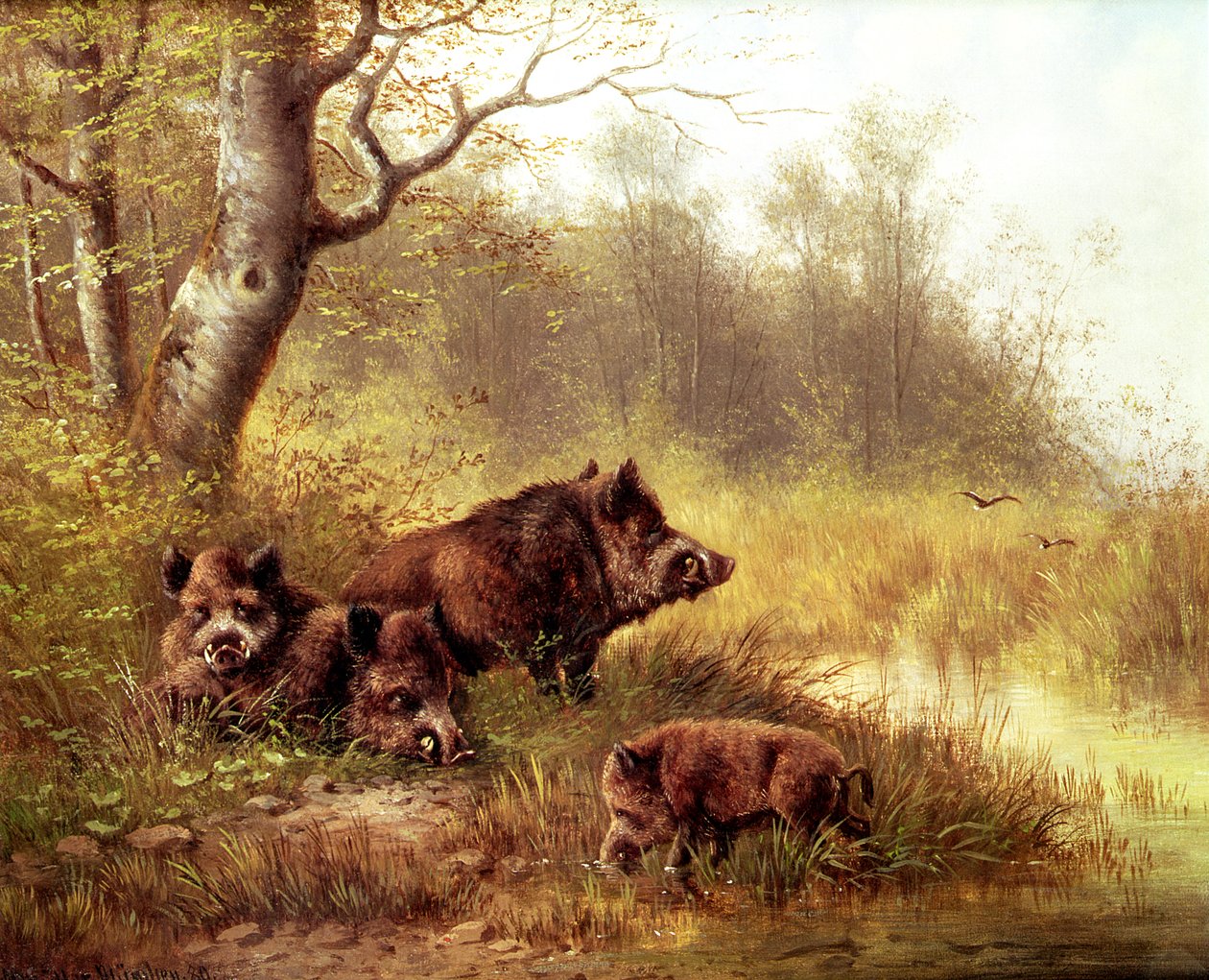 Cinghiale nella Foresta Nera, 1880 da Moritz Muller