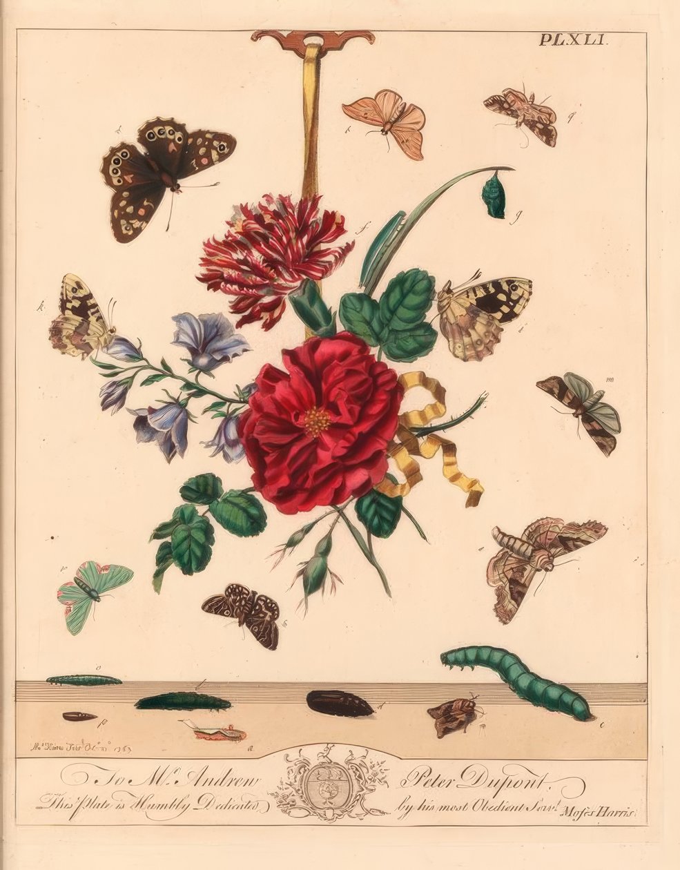 Falena sfumature angolari, Phlogophora meticulosa, punta di gancio di quercia, Watsonalla binaria, falena Madre Shipton, Callistege mi, farfalla maculata, Pararge aegeria, punta di gancio barrata, Watsonalla cultraria, marchio marrone della Cina, Elophila  da Moses Harris