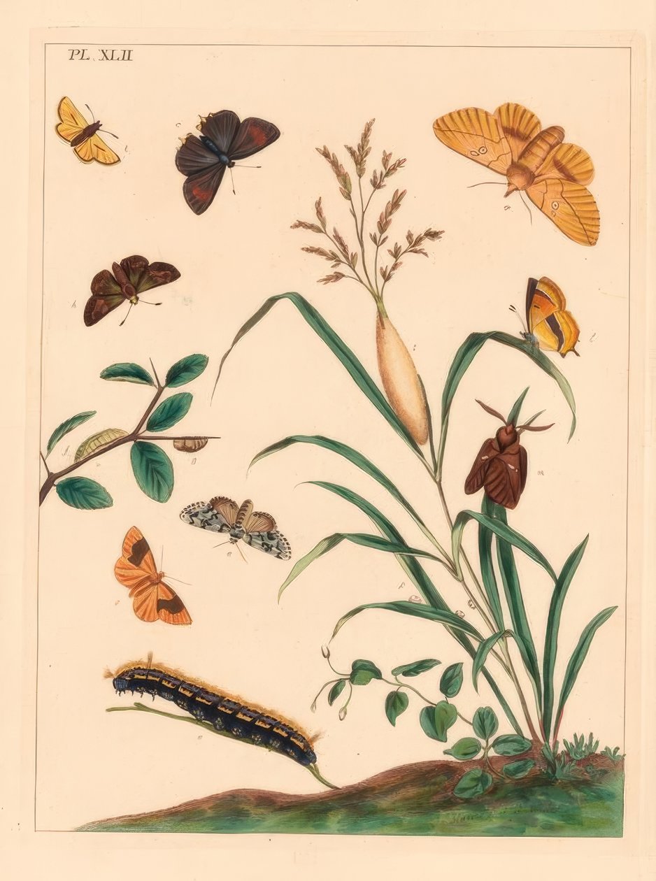Falena bevitore, Euthrix potatoria, striscia marrone, Thecla betulae, grande skipper, Ochlodes sylvanus, piccolo skipper, Thymelicus sylvestris, meraviglia scarsa del giorno, Dipthera runica, e umber barrato, Plagodis pulveraria da Moses Harris