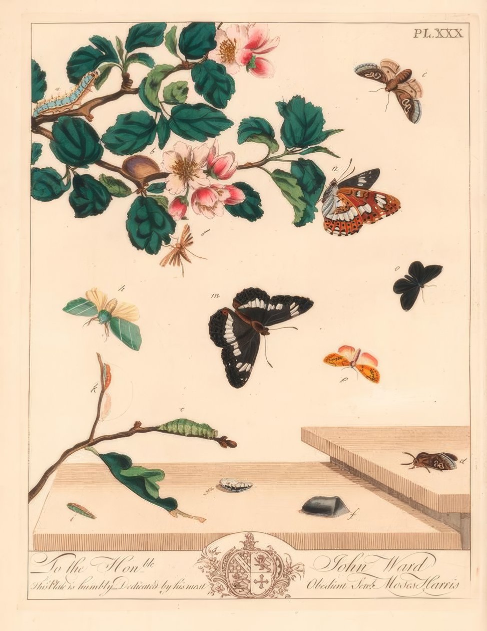 Falena figura di otto, Diloba caeruleocephala, ammiraglio bianco, Limenitis arthemis, spazzacamino, Odezia atrata, falena archi rossi, Callimorpha miniata, falena piumata marrone, Pterophorus pterodactylus, linee d
