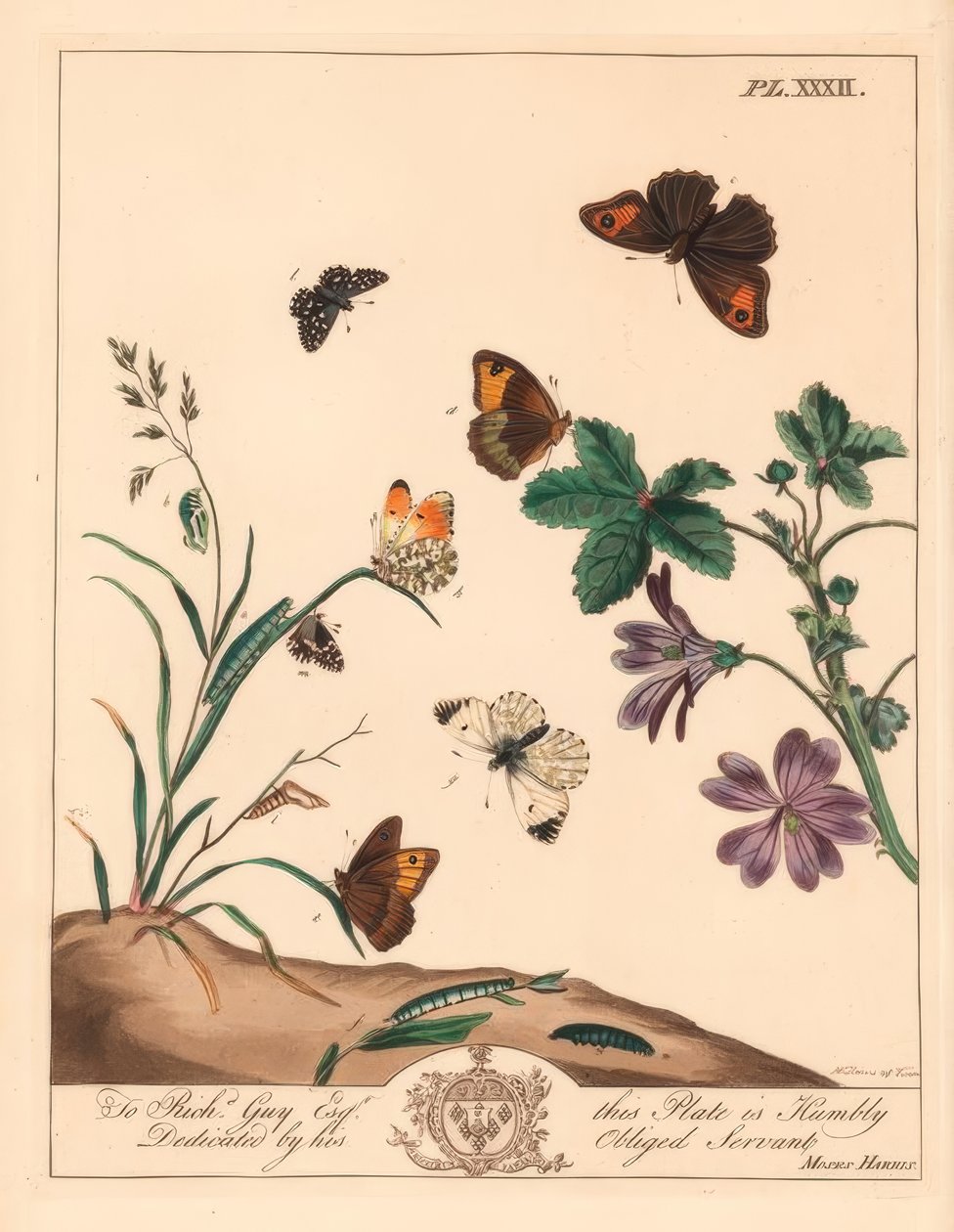 Farfalla marrone del prato, Maniola jurtina, signora del legno o punta arancione, Anthocharis cardamines, e skipper grigliato, Pyrgus alveolus da Moses Harris