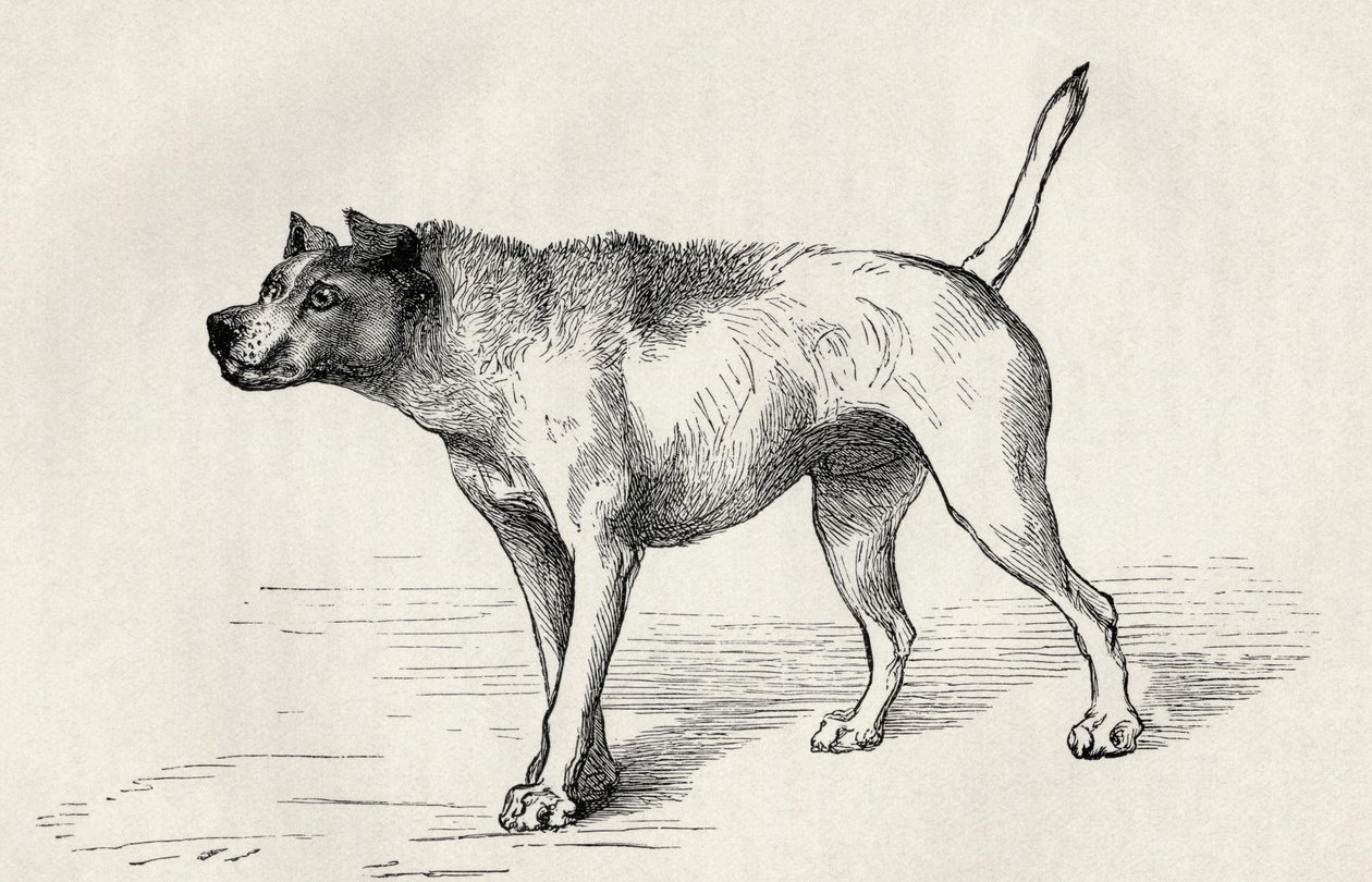 Cane che si avvicina a un altro cane con intenzioni ostili, da 