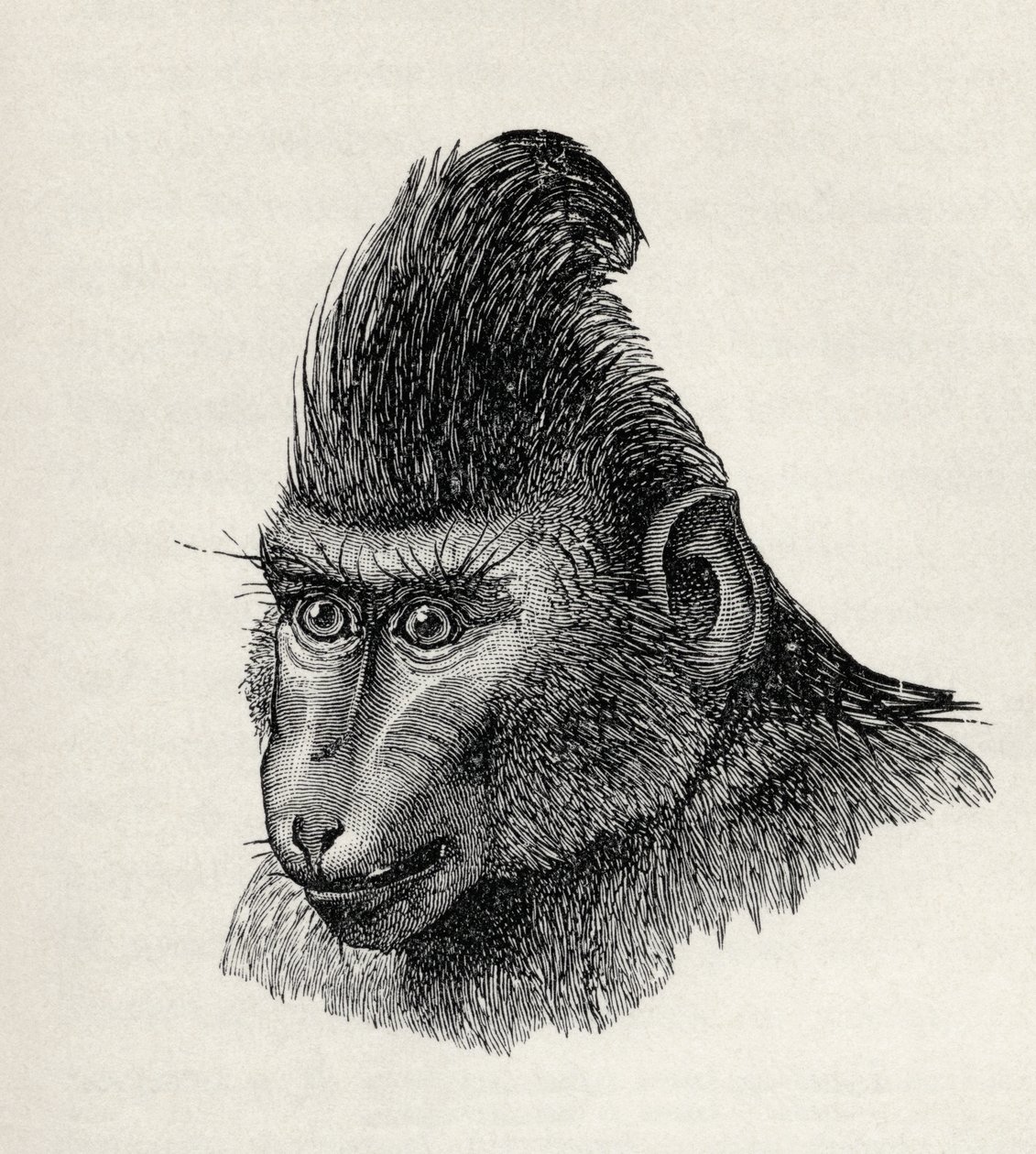 Cynopithecus niger in una condizione placida, da 