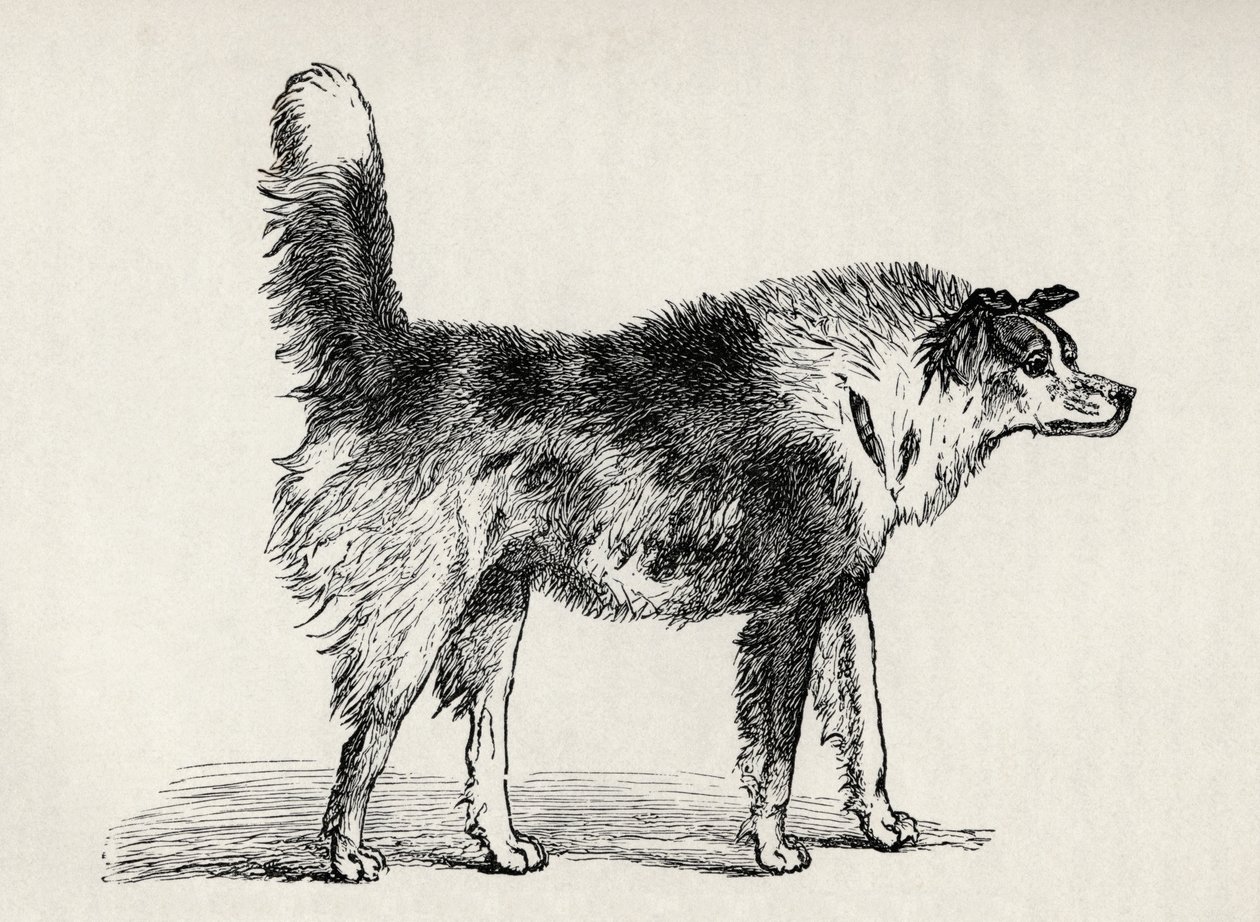 Cane pastore meticcio con intenzioni ostili, da 