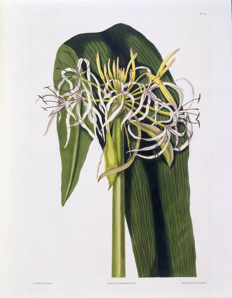 Crinum Declinatum, Tavola 43 da 