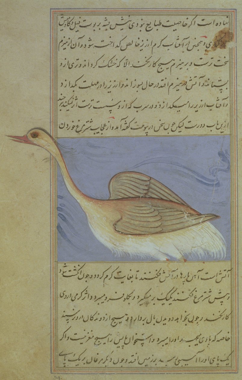 Un Cigno, da Nuzhat-Namah IAlai, 1599 (1007 Hijra) da Mughal School