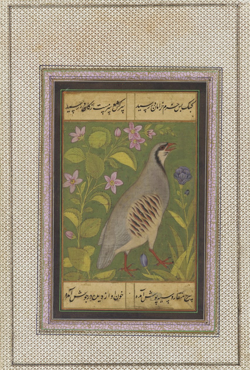 Una pernice chukar, foglio di manoscritto staccato con pittura, fine XVI secolo da Mughal School