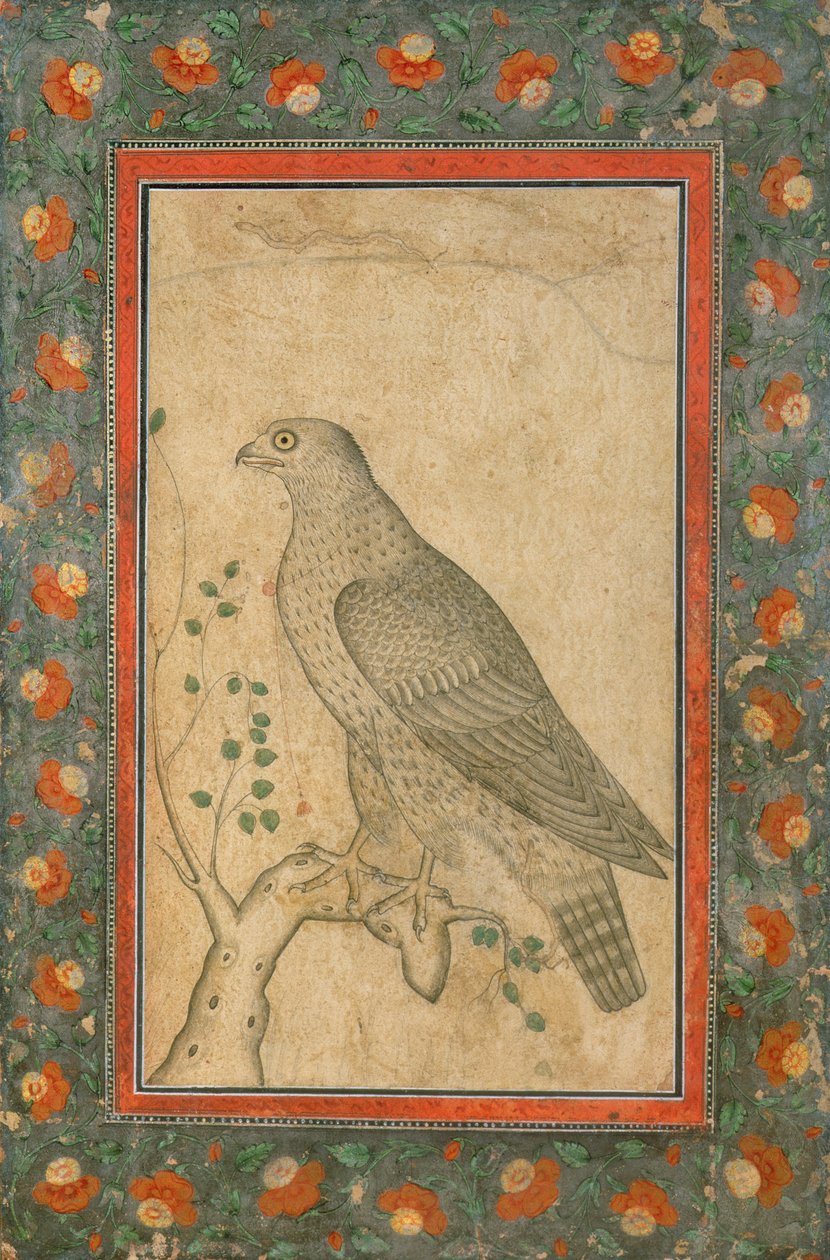 Falco appollaiato su un ceppo frondoso, c.1650 da Mughal School