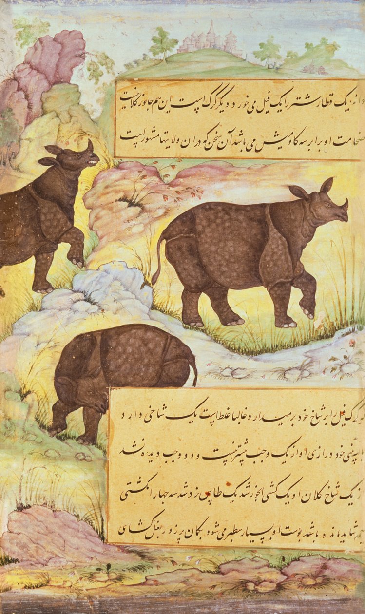 Rinoceronte, illustrazione dal 
