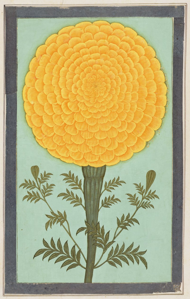 Un Tagete, dal Piccolo Album Clive da Mughal School