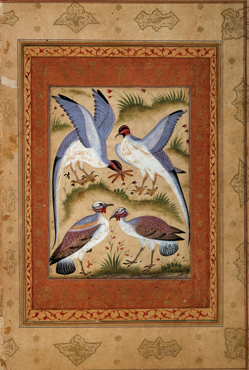 Uccelli. Miniatura a gouache della scuola moghul. 1590-1600 da Mughal School