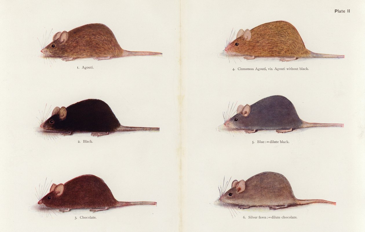 Topi (litografia a colori) da Muriel Wheldale (after) Onslow