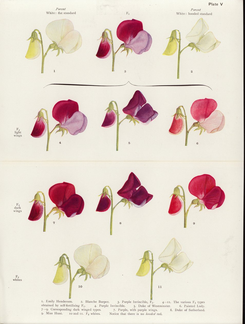 Allelomorfismo spurio nei piselli dolci (litografia a colori) da Muriel Wheldale (after) Onslow