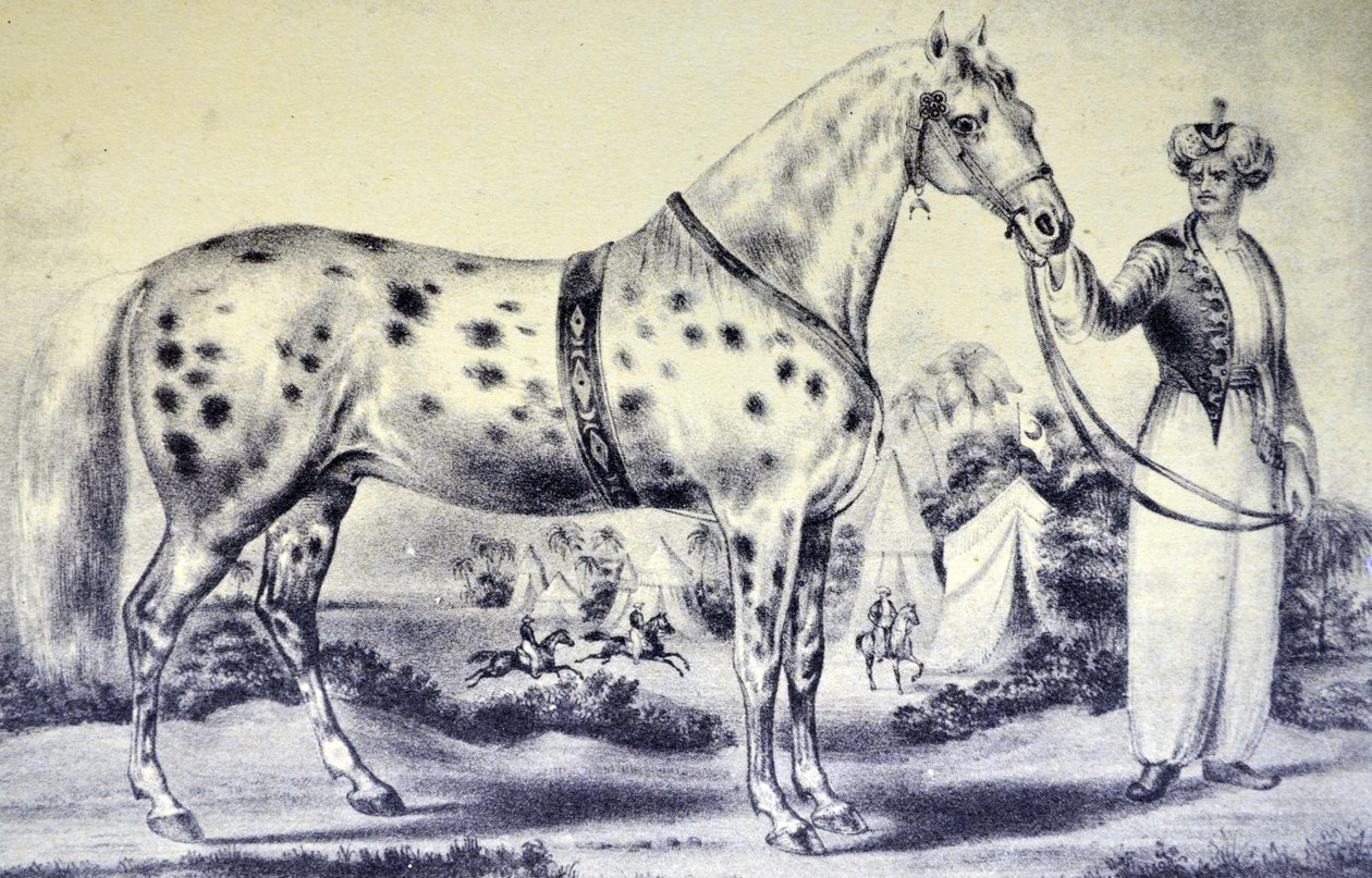 Un ritratto corretto del cavallo di Mr H Rockwell, Alexander, Bowery Amphitheatre, New York 17 marzo 1840 da N. and Ives, J.M. Currier