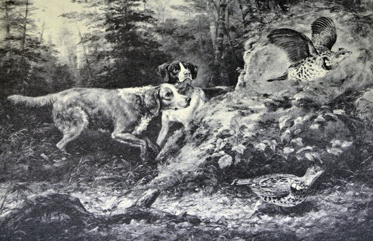 Sport di campo americani. Flushd da N. and Ives, J.M. Currier