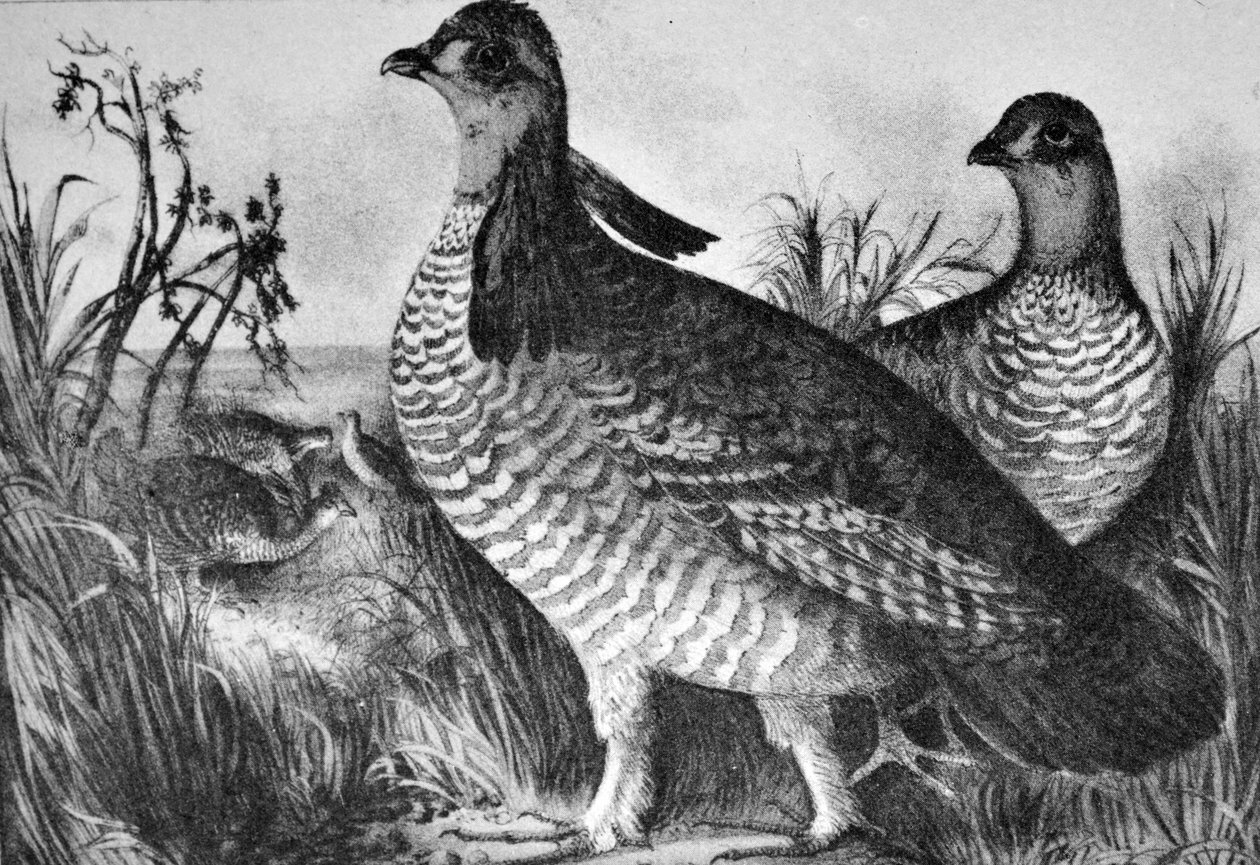Galline della prateria da N. and Ives, J.M. Currier