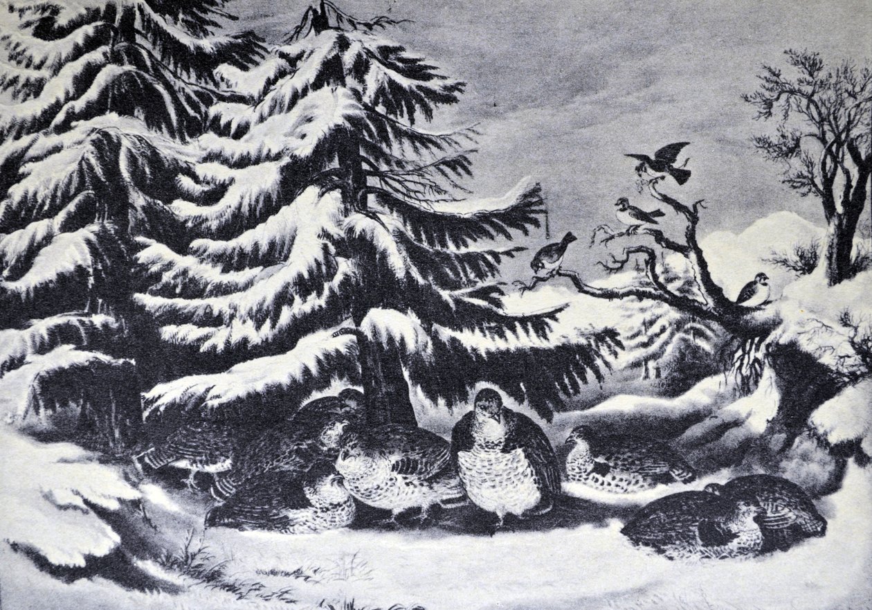 Innevato, gallo cedrone in inverno da N. and Ives, J.M. Currier