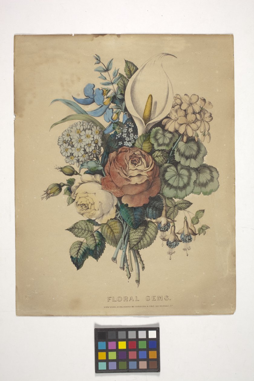 Gemme floreali da N. and Ives J.M. (1824 95) Currier