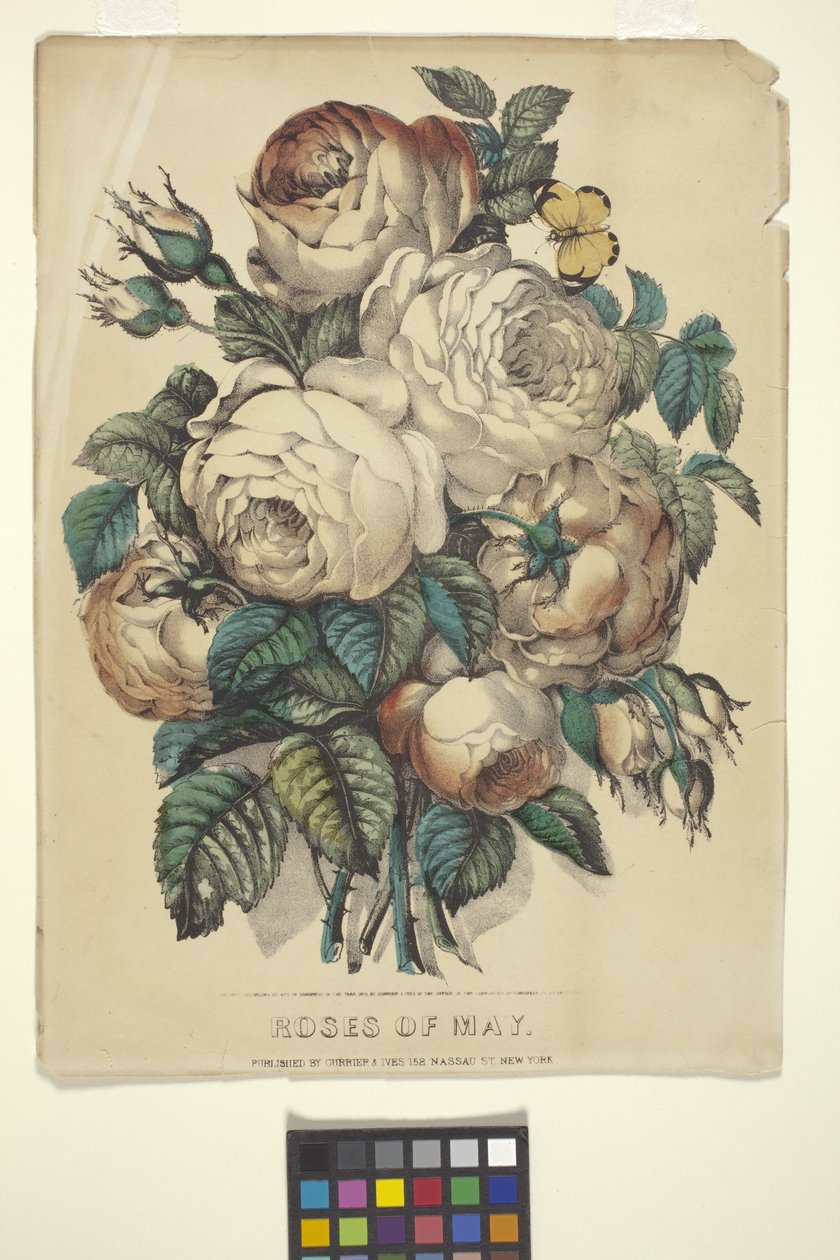 Rose di Maggio da N. and Ives J.M. (1824 95) Currier