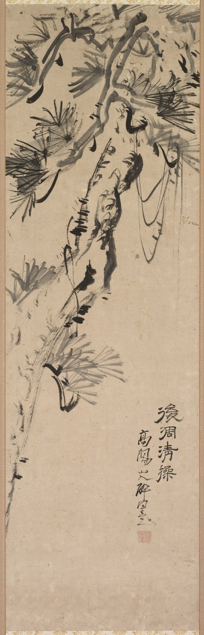 Pino Vecchio da Nakayama Koyo