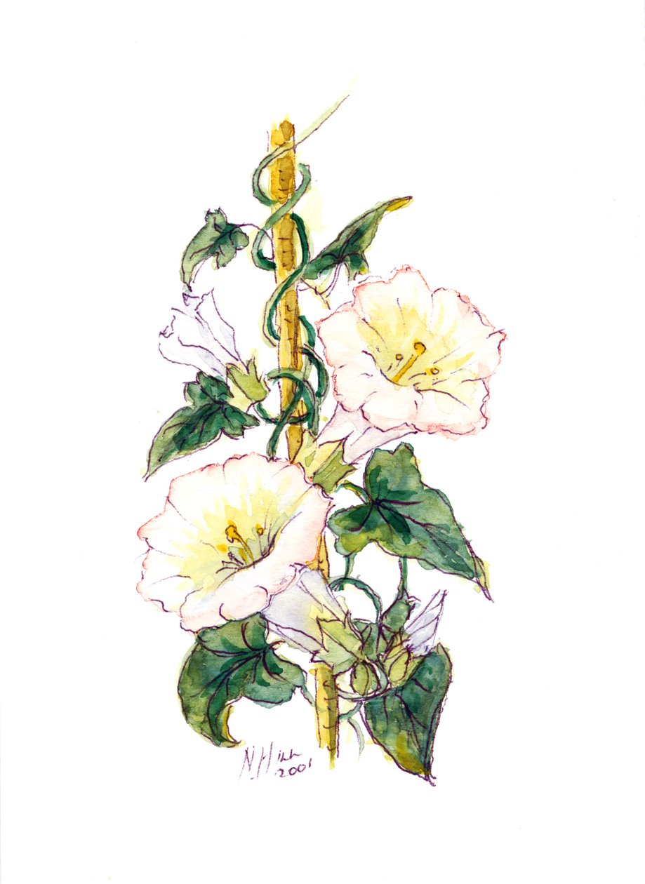Convulvulus da Nell Hill