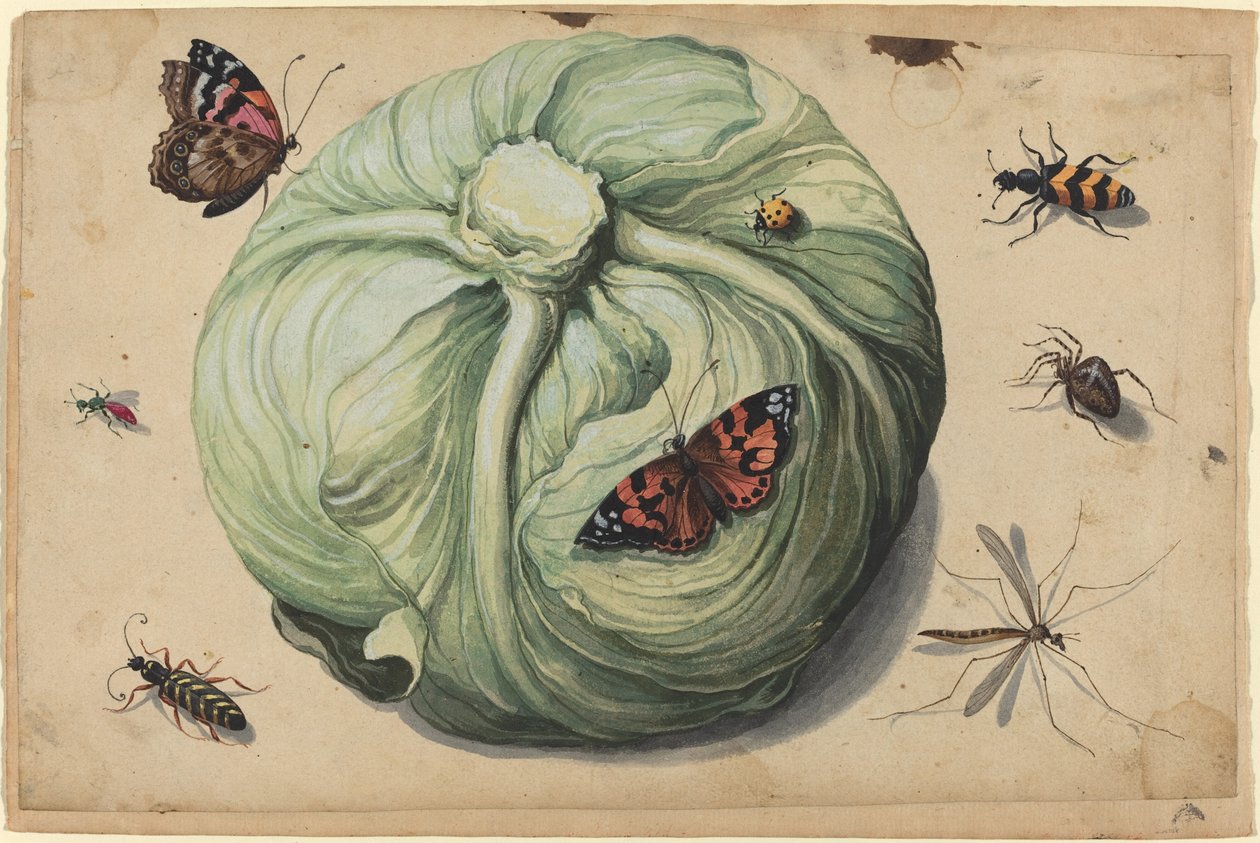 Testa di Cavolo con Insetti da Netherlandish 17th Century