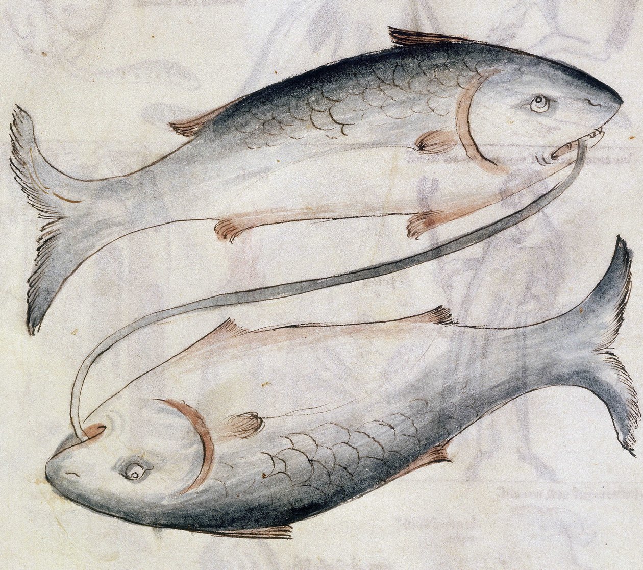 Sloane 3983 Disegno di Pesci, da una traduzione di un trattato astrologico persiano di Jafar ibn Muhammad da Netherlandish School