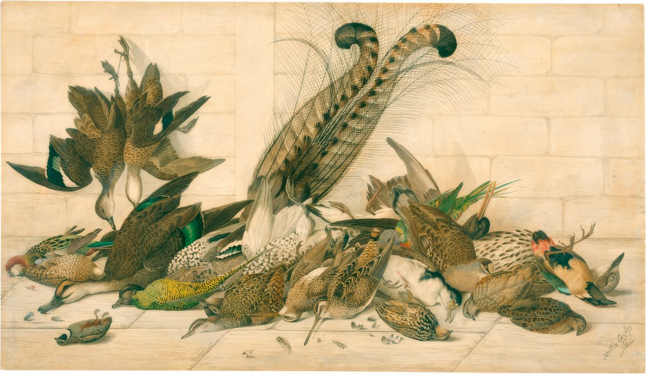 senza titolo (uccelli da caccia australiani) da Neville Henry Cayley