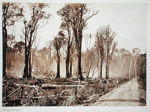 Seventy-Mile Bush (foto seppia) da New Zealander Photographer
