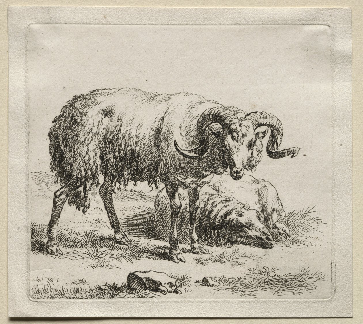 Animalia: Ariete e pecora da Nicolaes Berchem