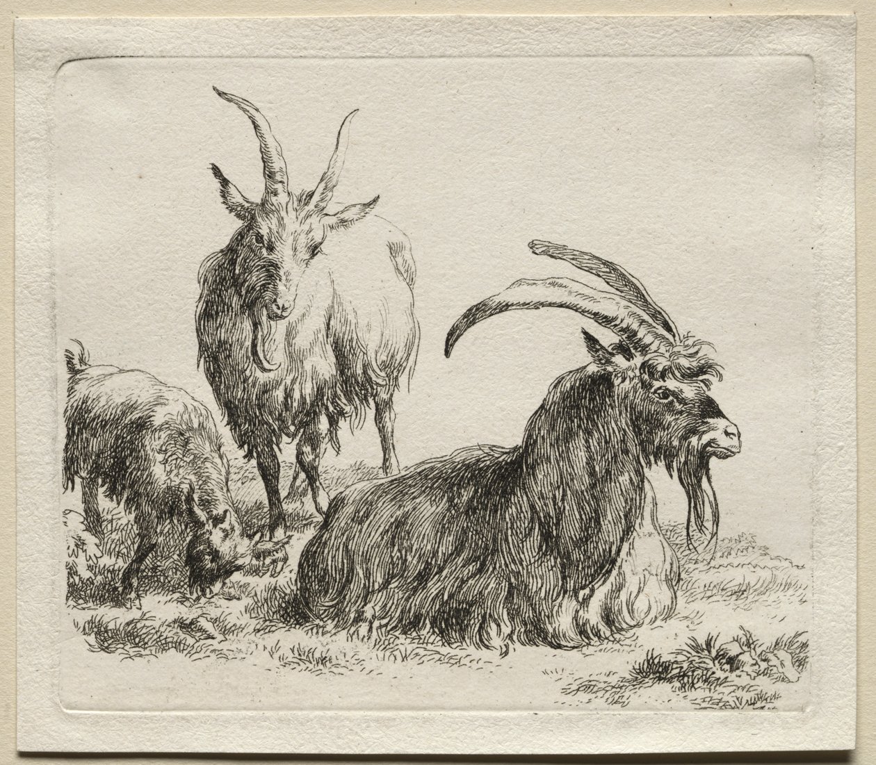 Animalia: Tre capre da Nicolaes Berchem