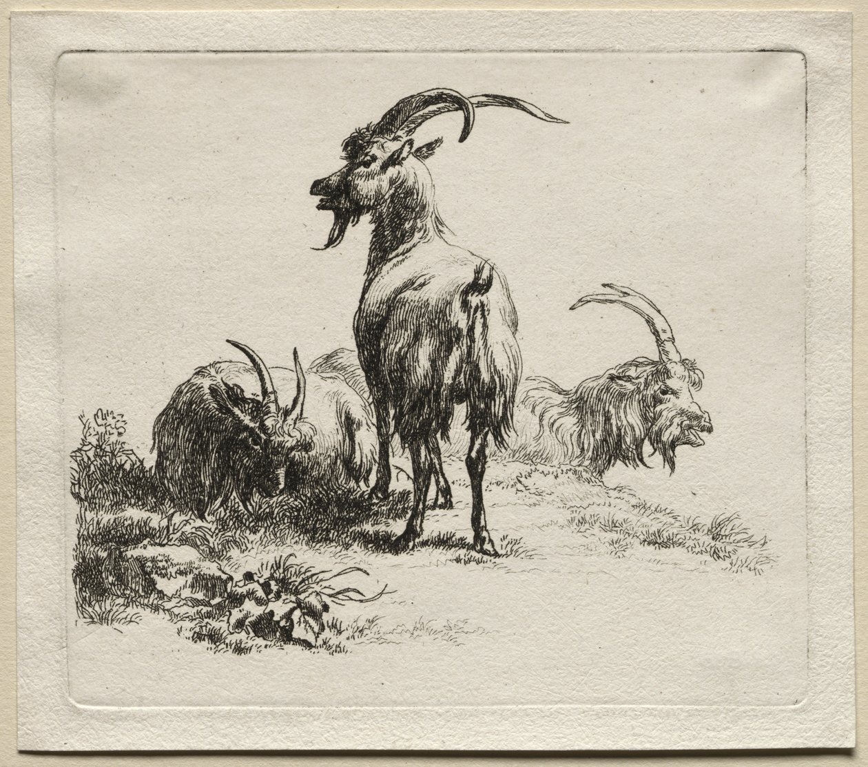 Animalia: Tre capre da Nicolaes Berchem