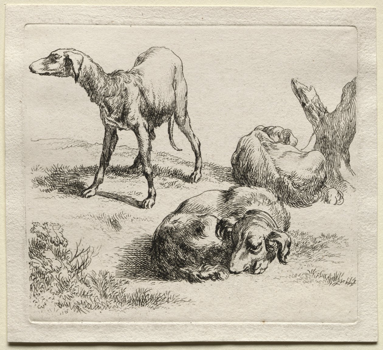 Animalia: Tre Cani da Caccia da Nicolaes Berchem