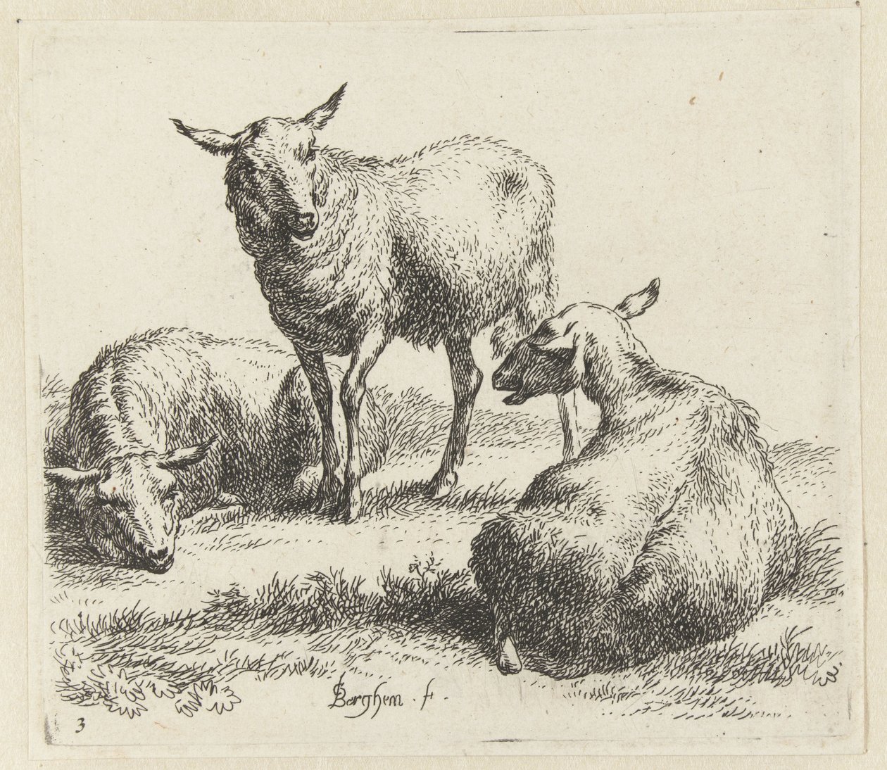 Tre pecore (Animali disegnati dal vivo e incisi all