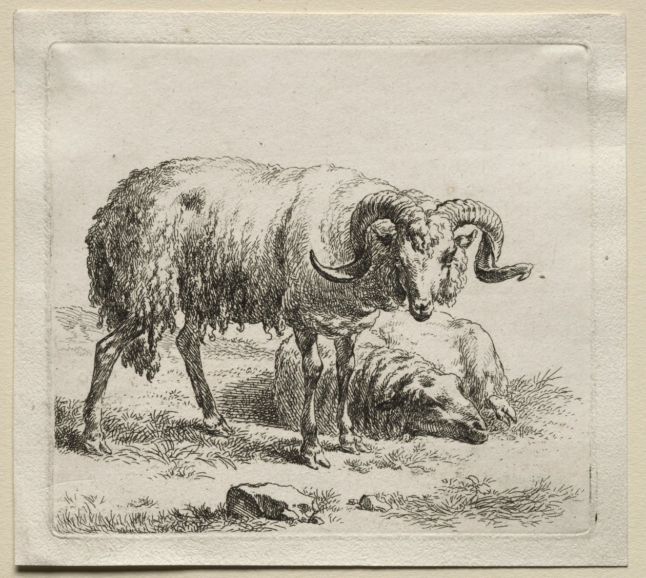 Ariete e pecora da Nicolaes Pietersz. Berchem