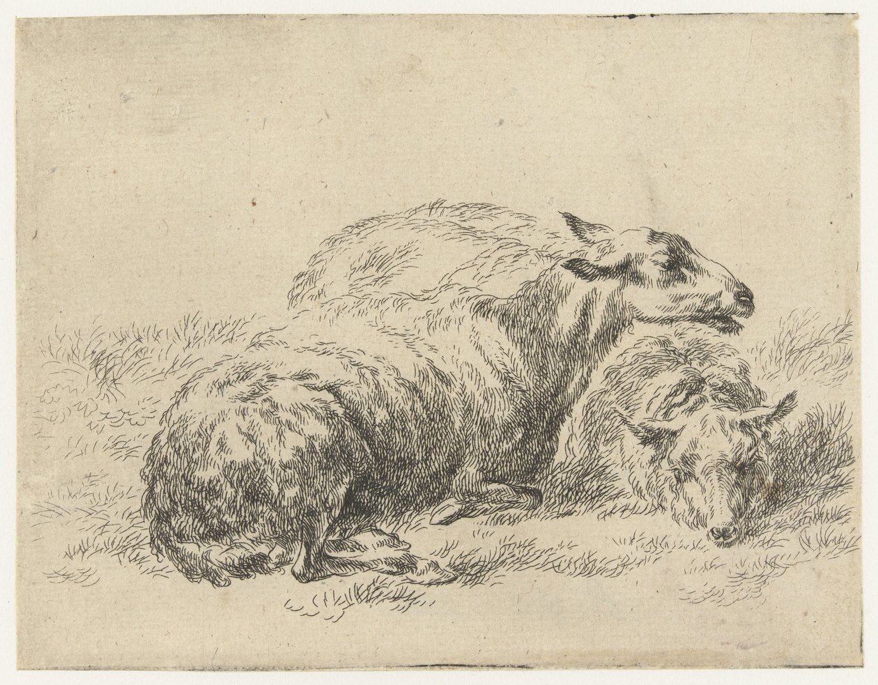 Due pecore sdraiate da Nicolaes Pietersz Berchem