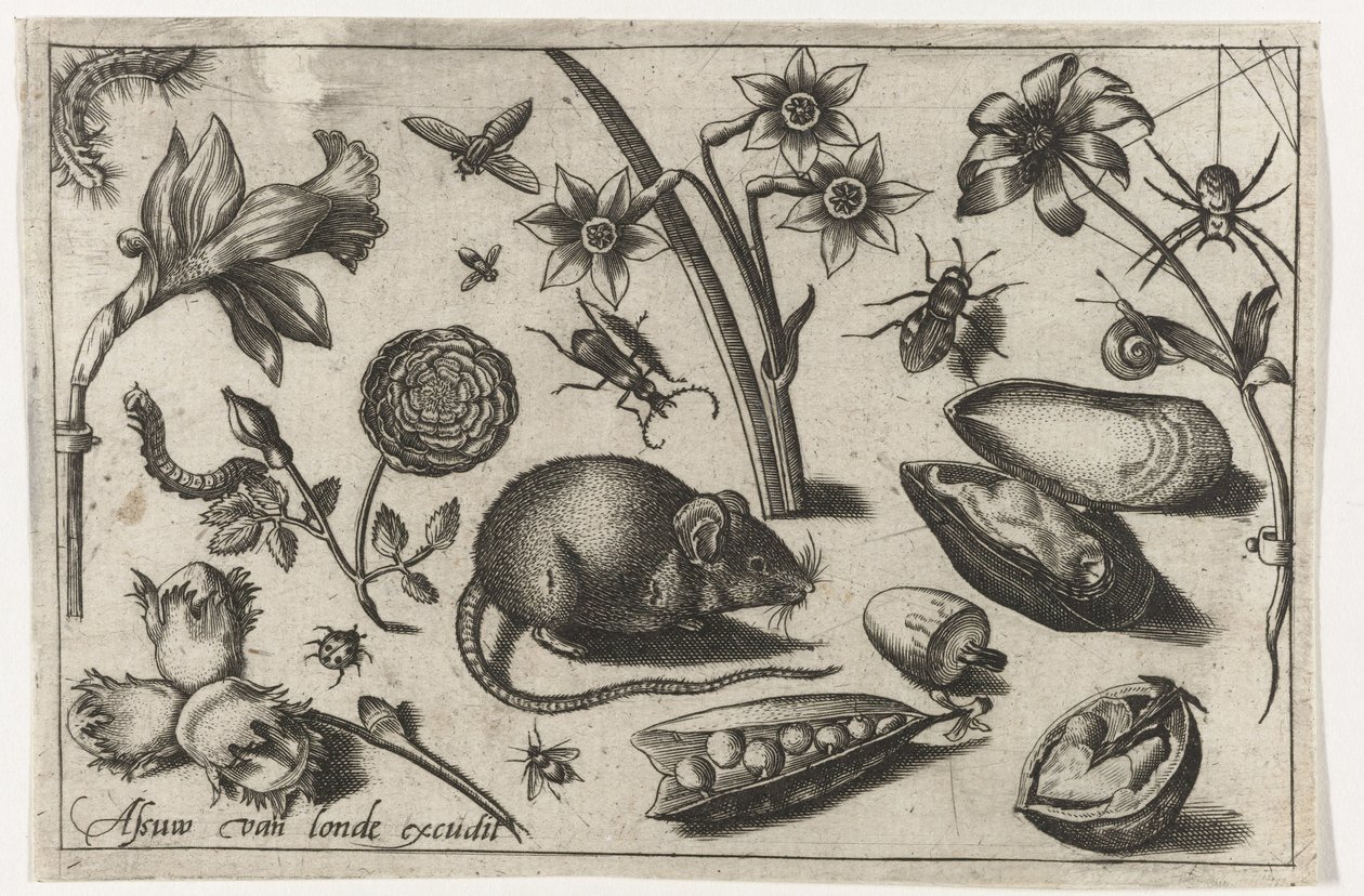 Fiori, un topo, insetti e una conchiglia da Nicolaes de Bruyn (possibly)