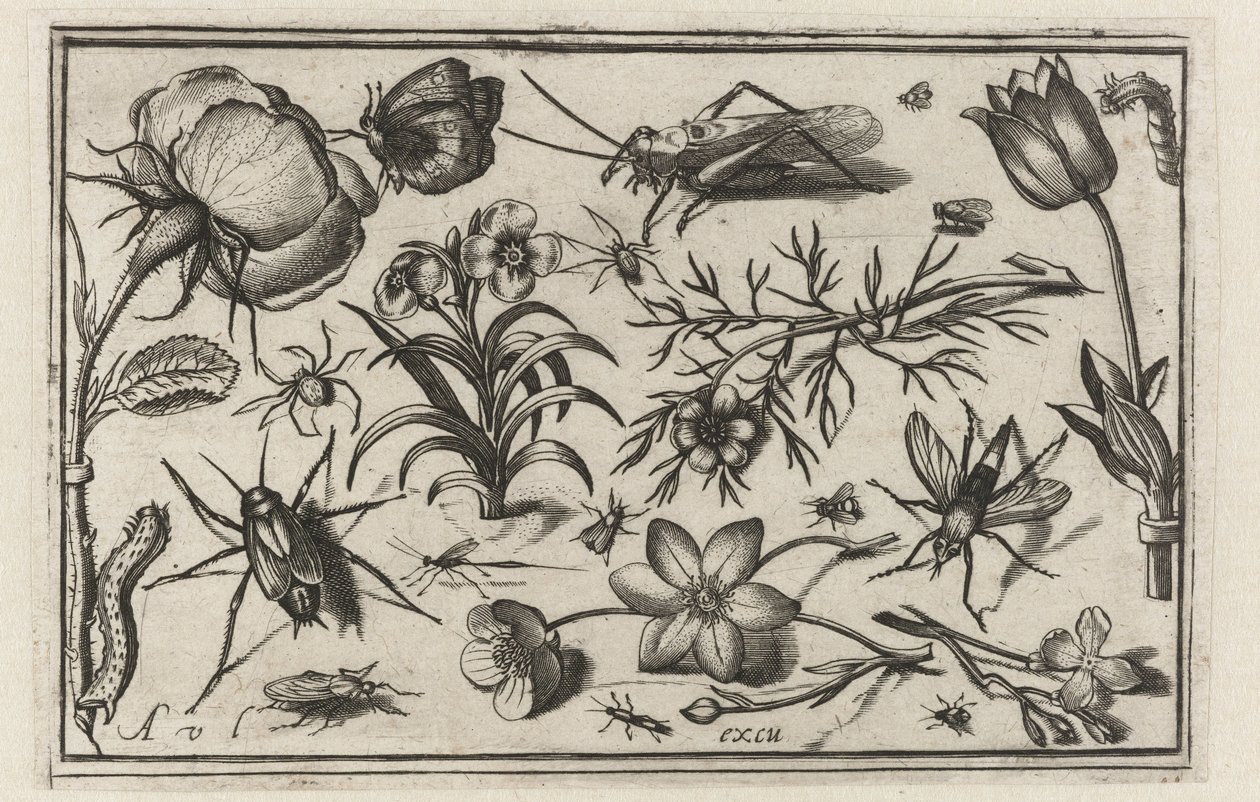 Fiori e insetti (Uccelli, fiori, insetti ecc.) da Nicolaes de Bruyn (possibly)